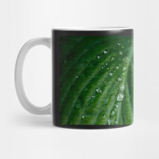 Water droplets on Hosta leaf Mug